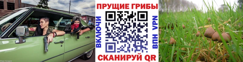 Галлюциногенные грибы мицелий Фатеж